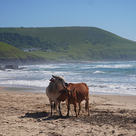 two cows on the beach in the eastern cape